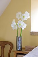 Bedroom with metal container with Amaryllis - Hippeastrum 'Christmas Gift'