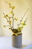 Hamamelis 'Anne', 'Coombe Wood', japonica var megalophylla and 'Angelly' in stone jar on windowsill