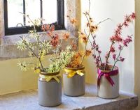Hamamelis 'Anne', 'Coombe Wood', japonica var megalophylla', 'Angelly', 'Aphrodite', 'Gingerbread', 'Glowing Embers', 'Rubin', 'Foxy Lady' and 'Magic Fire', in stone jars on windowsill