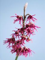 Close up of the pink flowers of Hamamelis 'Magic Fire'