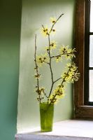 Hamamelis 'Anne', 'Coombe Wood' and japonica var megalophylla in glass vase on windowsill