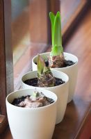 Early green shoots emerging from front to back - Amaryllis Hippeastrum 'Sumatra', 'San Remo' and 'Black Pearl'