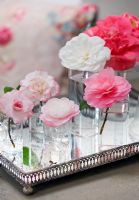 Camellia's in glass vases