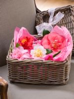 Camellia displayed in basket