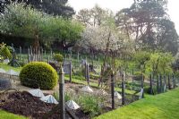 Decorative spring potager on slope with rabbit fencing. 