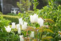 Tulipa 'White Triumphator'