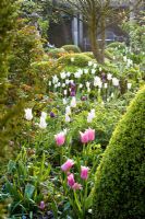 Tulipa 'White Triumphator' and Tulipa 'China Pink' in spring border