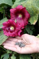 Alcea rosea - Hollyhock collected seeds and flowers
