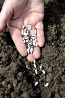 Phaseolus vulgaris - Sowing dwarf French Bean 'Liverte'