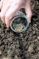 Beta vulgaris - Sowing Beetroot 'Regulski Cylinder' seeds in a row