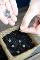 Alcea rosea - Sowing Hollyhock seeds in peat pots