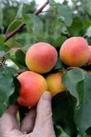 Prunus armeniaca - Harvesting Apricot 'Peche de Nancy'