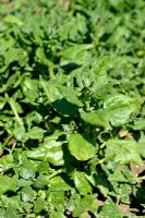 Tetragonia tetragonioides, syn. T. expansa - New Zealand Spinach or Tetragon