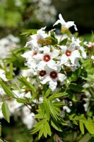 Xanthoceras sorbifolium - Yellowhorn