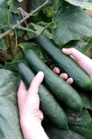 Harvesting Cucumber 'F1 Slice King'