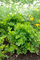 Apium graveolens - Celeriac 'Bergers Weisse Kugel'
