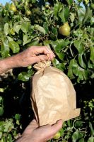 Bagging Pear on tree to protect against attack by summer pests and diseases as an alternative to pesticide sprays