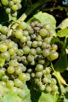 Uncinula necator - Powdery mildew symptoms on Grape