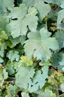 Copper based Bordeaux mixture (Bouillie bordelaise) on Vitis - Grape Vine leaves used to control infestations of fungi as downy mildew 
