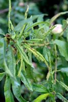 Taphrina deformans - Peach leaf curl on Nectarine