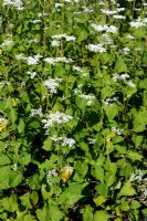 Fagopyrum esculentum - Buckwheat, can be used as a green manure