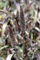 Pennisetum glaucum 'Purple Majesty' - Peal Millet