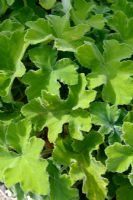 Pelargonium tomentosum - Peppermint Scented Geranium