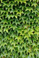 Parthenocissus tricuspidata - Boston Ivy