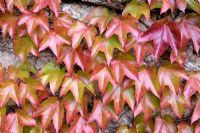 Parthenocissus tricuspidata - Boston Ivy growing on wall