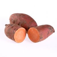 Ipomoea batatas