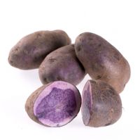 Solanum tuberosum 'Vitelotte'
