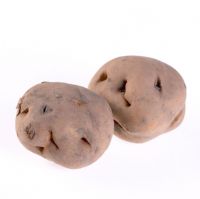 Solanum tuberosum - Potato ' Opperdoezer Ronde'