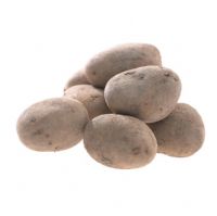 Solanum tuberosum - Potato 'Agria' 
