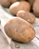 Solanum tuberosum - Potato 'Frieslander'