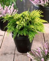 Chamaecyparis lawsoniana 'Sunkist' - small evergreen in container 