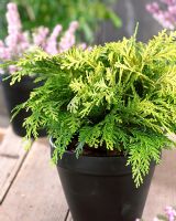 Chamaecyparis lawsoniana 'Sunkist' - Small evergreen in container  