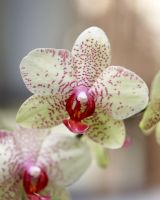 Phalaenopsis Sorrento - close up of pink and white orchid 