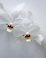 Phalaenopsis phalcorzy 'Anthura Valencia' - Closeup of white orchid 