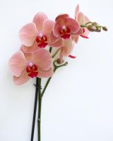 Phalaenopsis 'Marianne' - Pink orchid flowers 