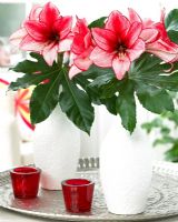 Hippeastrum Charisma - Two vases of pink flowers 