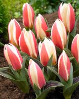 Tulipa 'Authority' - Close up of red and white tulips 