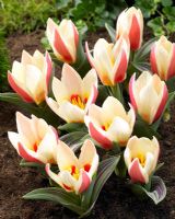 Tulipa 'Authority' - white and red tulips 