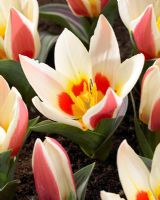 Tulipa 'Authority' - Closeup of white and red tulips 