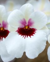 Miltonia William Hammel - Close up of orchid flower 