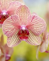 Phalaenopsis Baldans 'Kaleidoscope' - Closeup of red and yellow patterned orchid flower 