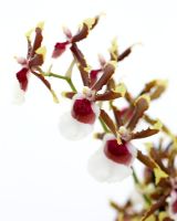 Miltonidium 'Painter Delight' - Closeup of burgundy and yellow orchid flowers 