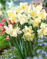 Narcissus 'Curlew' and 'Waterperry' - Closeup of yellow daffodils  