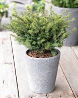 Picea omorika Karel - Closeup of small evergreen shrub in container 