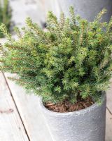Picea omorika Karel - Closeup of evergreen shrub in container 