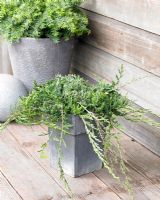 Juniperus horizontalis Wiltonii - Small evergreen shrub in container 